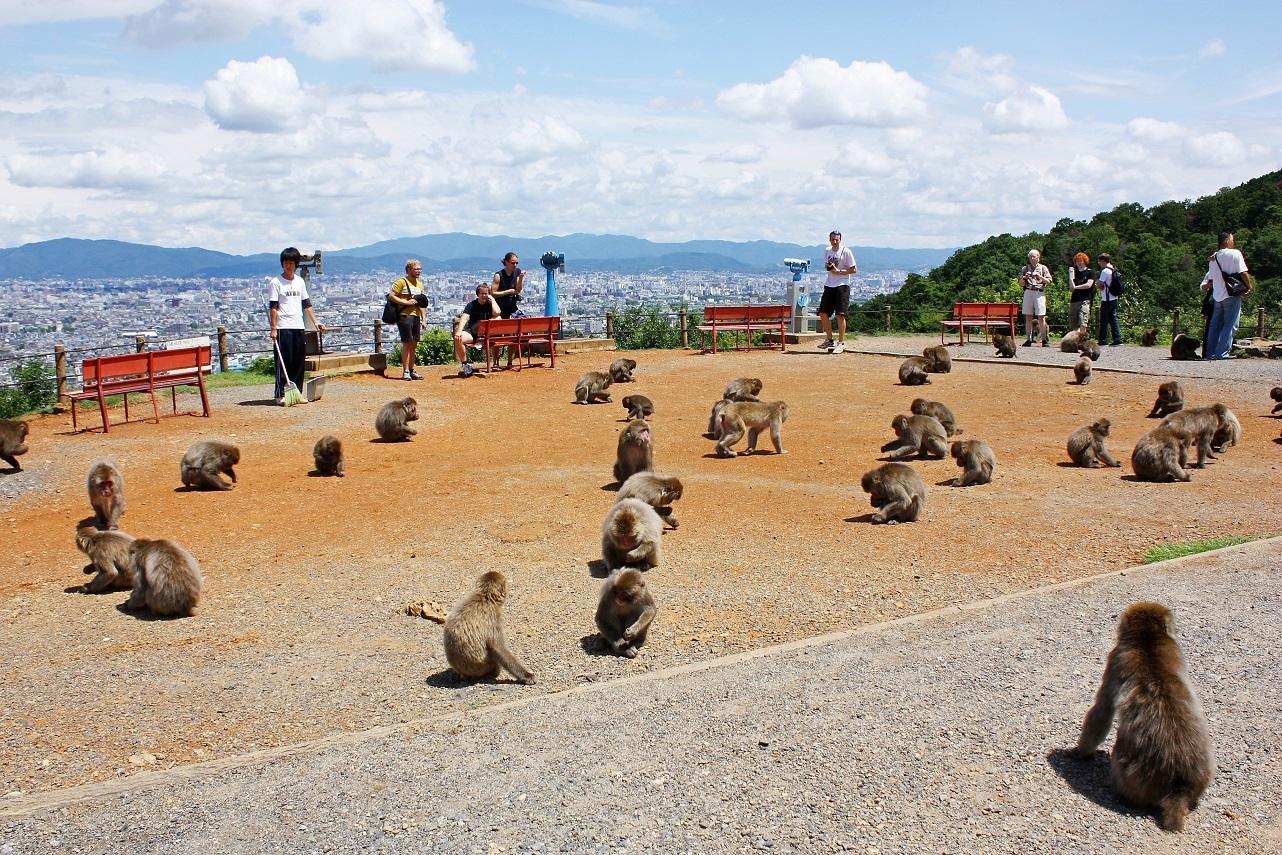 Kyoto_Iwatayama_Monkey_Park
