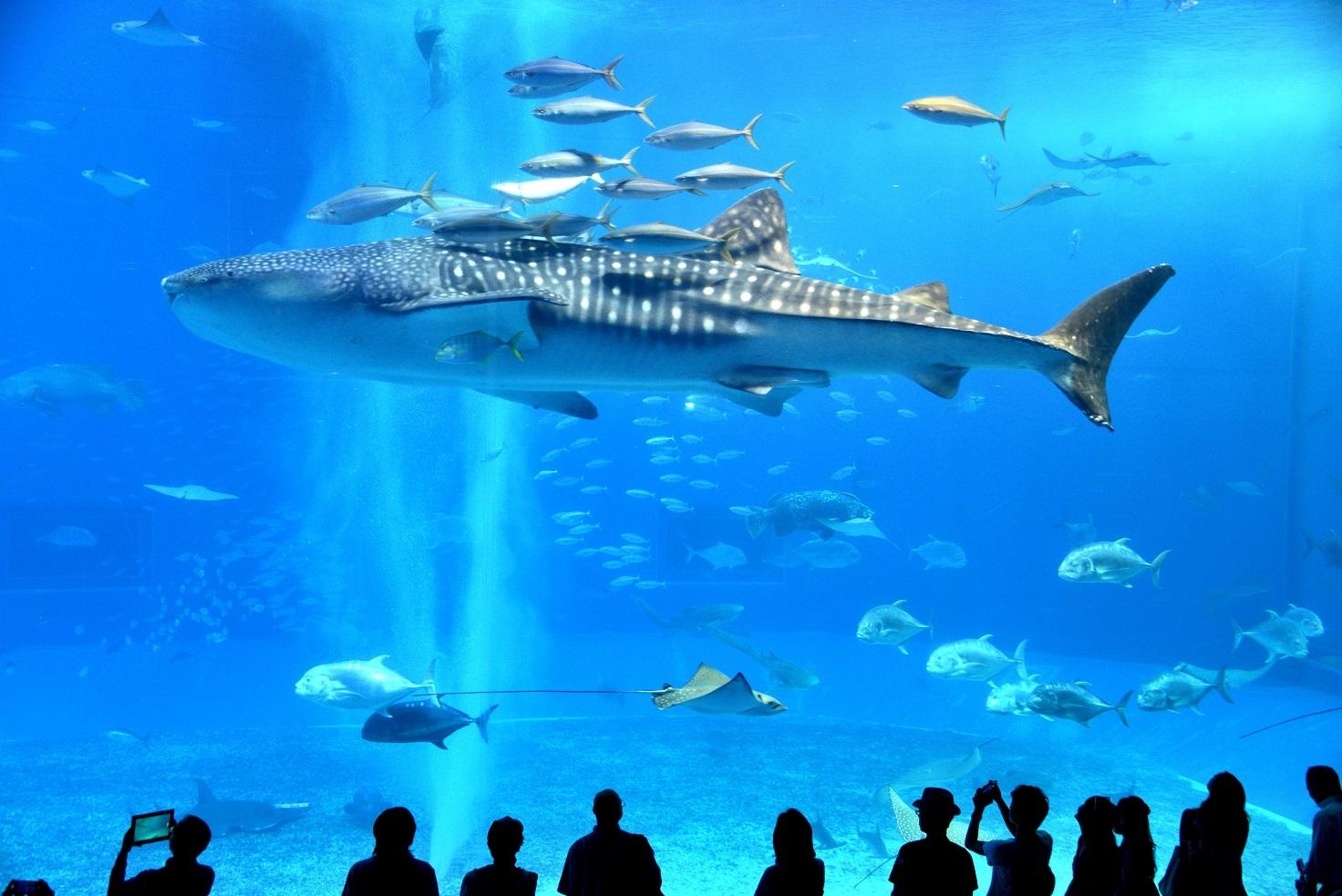 okinawa-Aquarium